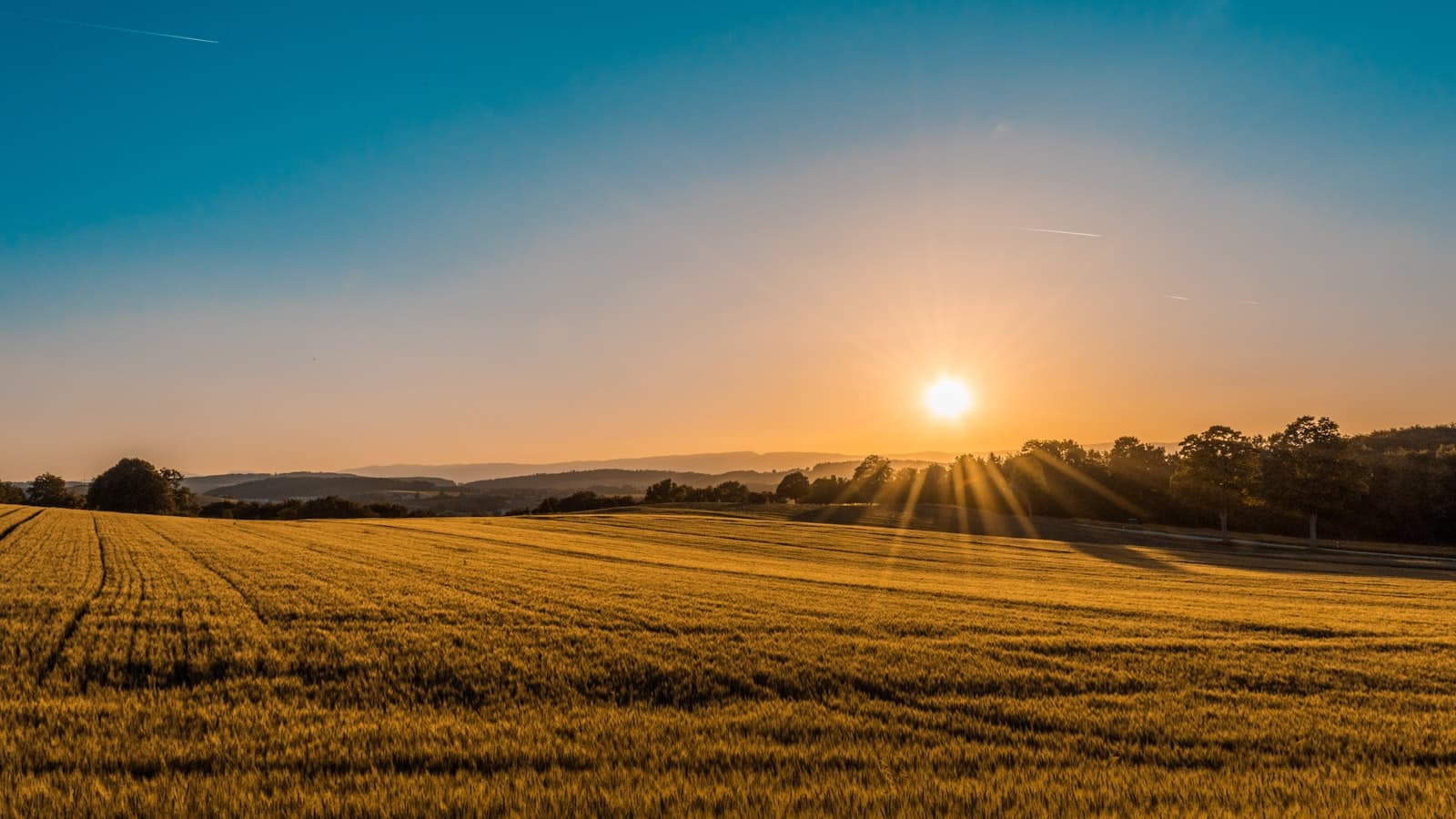 Golden wheat field at sunrise